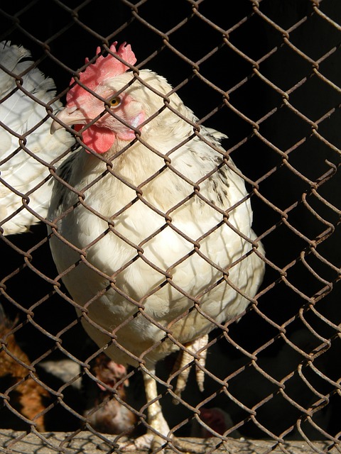 梅西与桑切 梅西与桑切